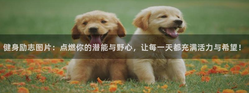 意昂4代理